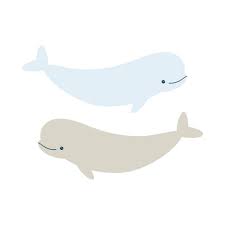 Beluga Whale